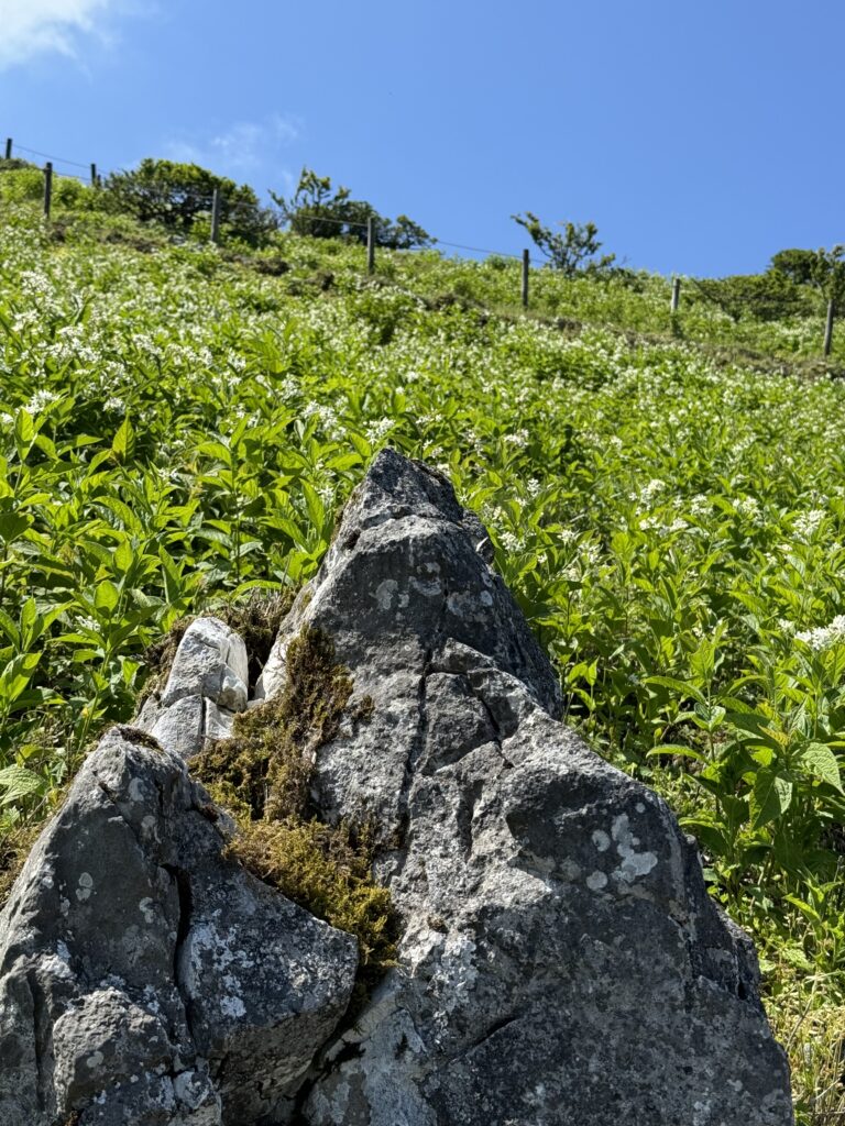 高山植物とゴツゴツ岩のツーショット