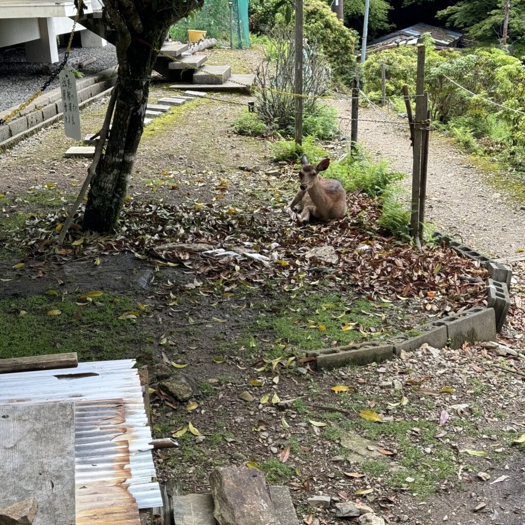 月輪寺のシカ