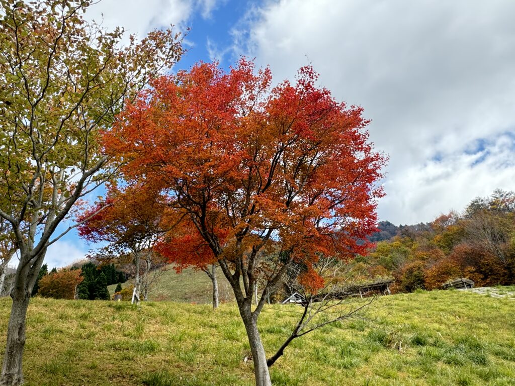 きれいな紅葉①