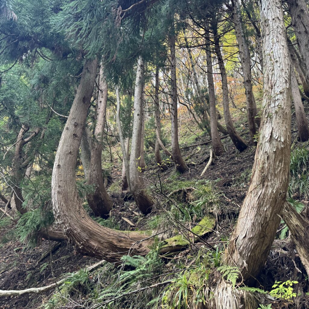 すんごい木 氷ノ山