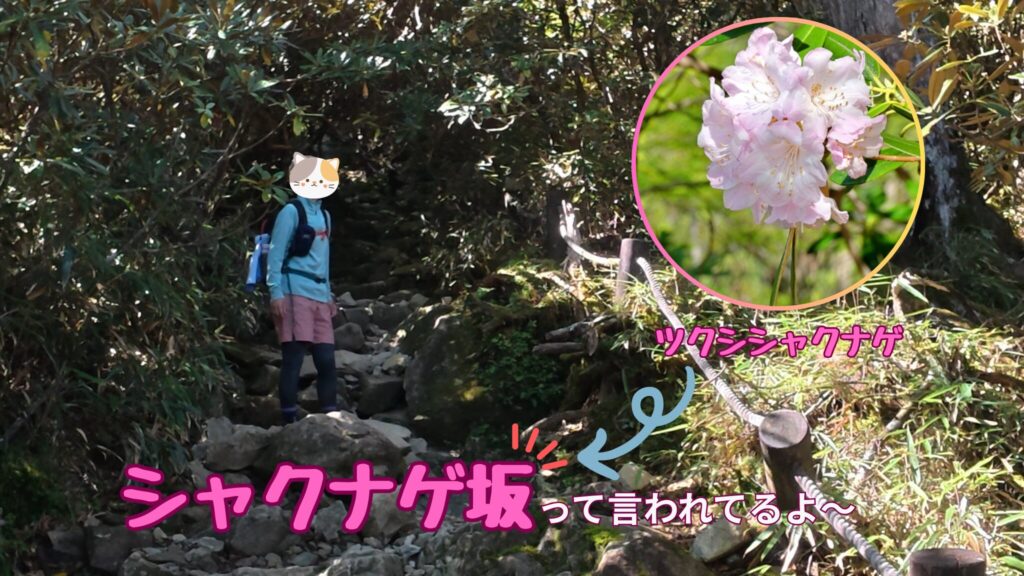 大台ヶ原 ツクシシャクナゲ
