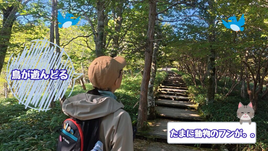 鳥が遊んどる