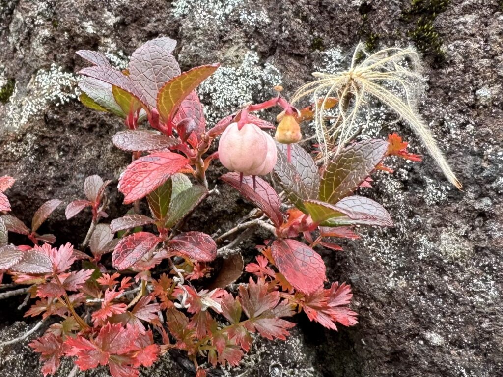 道中 花　乗鞍岳